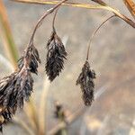 Carex pichinchensis flower picture by Fabien Anthelme (cc-by-sa)