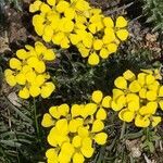 Erysimum jugicola flower picture by Christian Kammer (cc-by-sa)