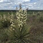 Yucca glauca flower picture by c amanda (cc-by-sa)