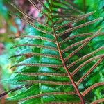 Blechnum spicant flower picture by Pierre LEON (cc-by-sa)