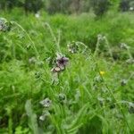 Cynoglossum creticum flower picture by Eve Merlo (cc-by-sa)