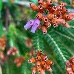 Erica terminalis flower picture by David Hocken (cc-by-sa)