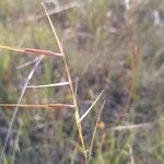 Stipa pennata leaf picture by Loïc Fonteneau (cc-by-sa)