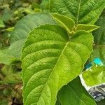 Clerodendrum indicum leaf picture by Asim Kumar Mishra (cc-by-sa)