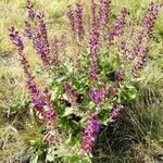 Salvia pratensis habit picture by Nervik (cc-by-sa)