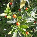 Solanum pseudocapsicum fruit picture by Asat Home (cc-by-sa)