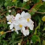 Begonia minor flower picture by jim seychelles (cc-by-sa)