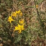 Solanum chilense flower picture by Guillermo Bueno (cc-by-sa)