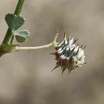 Medicago littoralis fruit picture by Alain Lagrave (cc-by-sa)