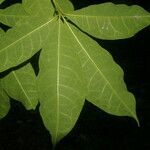 Jacaratia dolichaula leaf picture by Nelson Zamora Villalobos (cc-by-nc)