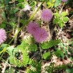 Mimosa quadrivalvis flower picture by Doug Todd (cc-by-sa)