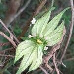 Dalechampia scandens flower picture by Yoannis Domínguez (cc-by-sa)