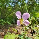 Rhexia mariana flower picture by Kelli Waesche (cc-by-sa)