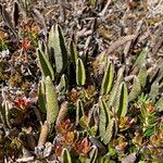 Elaphoglossum mathewsii habit picture by Fabien Anthelme (cc-by-sa)