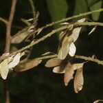 Thouinia serrata flower picture by Nelson Zamora Villalobos (cc-by-nc)