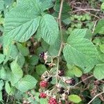 Rubus vestitus fruit picture by Olivier Le Gall (cc-by-sa)