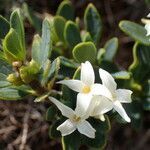 Daphne oleoides flower picture by Sylvain Piry (cc-by-sa)