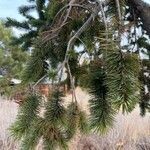 Pinus aristata leaf picture by sydney sloan (cc-by-sa)