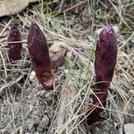 Orobanche latisquama fruit picture by M. ivi (cc-by-sa)