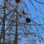 Larix decidua fruit picture by celine horellou (cc-by-sa)