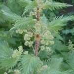 Urtica pilulifera flower picture by giapo'64 (cc-by-sa)