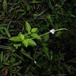 Stachytarpheta cayennensis habit picture by Nelson Zamora Villalobos (cc-by-nc)