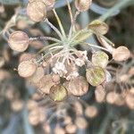 Hormathophylla spinosa fruit picture by Francois Mansour (cc-by-sa)