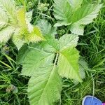 Rubus nemorosus leaf picture by Janneke Wittebol (cc-by-sa)