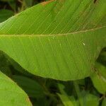 Doliocarpus hispidus leaf picture by Nelson Zamora Villalobos (cc-by-nc)