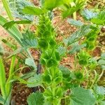 Moluccella laevis flower picture by marguero (cc-by-sa)