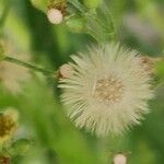 Erigeron canadensis fruit picture by Jean-René Girardeau (cc-by-sa)