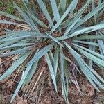 Yucca pallida leaf picture by Lawrence Chu (cc-by-sa)