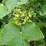 Jatropha curcas flower picture by Noel Dionson (cc-by-sa)