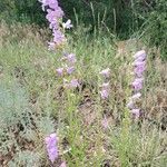 Penstemon strictus flower picture by Ashley M (cc-by-sa)