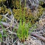 Eleocharis palustris habit picture by Martin Bulla (cc-by-sa)