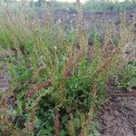 Rumex bucephalophorus habit picture by Beatriz Carmona Membrive (cc-by-sa)