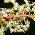 Miconia trinervia fruit picture by Nelson Zamora Villalobos (cc-by-nc)