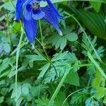 Aquilegia alpina habit picture by Stéphane Bonhomme (cc-by-sa)