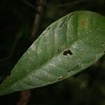 Gustavia hexapetala leaf picture by Jean-François Molino (cc-by-sa)