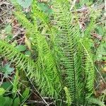 Blechnum spicant flower picture by Sébastien briaud (cc-by-sa)