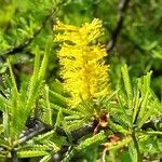 Prosopis torquata flower picture by Trap Hers (cc-by-sa)