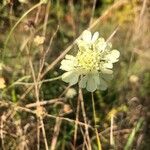 Cephalaria gigantea flower picture by Marie Petříková (cc-by-sa)