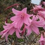 Amaryllis belladonna flower picture by Barbie (cc-by-sa)