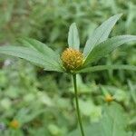 Bidens connata habit picture by Yoan MARTIN (cc-by-sa)