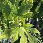 Ficus carica leaf picture by Yann Fichet (cc-by-sa)