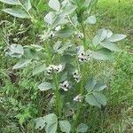 Vicia faba habit picture by Evelyne Delcourt (cc-by-sa)