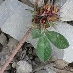 Trifolium glomeratum leaf picture by Stéphane Mars (cc-by-sa)