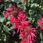 Monarda didyma flower picture by Maurice Denis (cc-by-sa)