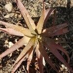 Aloe vera leaf picture by Pascal Lourenco (cc-by-sa)