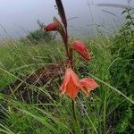 Gladiolus dalenii habit picture by susan brown (cc-by-sa)